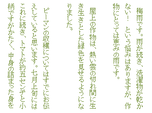 �e�L�X�g �{�b�N�X: �@�~�J�ł��B�J�������A���󕨂������Ȃ��I�@�Ƃ����Y�݂͂���܂����A�앨�ɂƂ��Ă͌b�݂̉J�ł��B

�@����̍앨�́A�M���_�̐؂�Ԃɐ��������Ƃ����ΐF��������悤�ɂȂ�܂����B

�@�s�[�}���̎��n�ɂ��Ă͂��łɂ��`�����Ă���Ǝv���܂��B������{�ɂ͂���ɑ����A�g�}�g����܃Z���`�Ə����ł����������A���g�̋l�܂����g��

